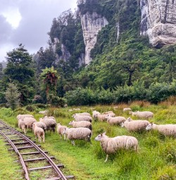 Sheeps at Nile river, West Coast