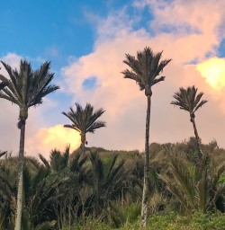 Sunset through nikau palms Punakaiki