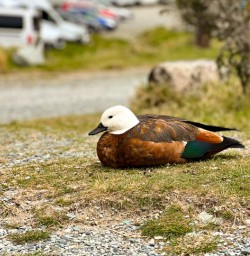 2. Paradise Ducks at Mt Cook