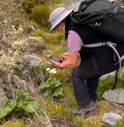 2. Mt Cook Lilly Pic