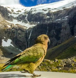 2. Kea on the roof