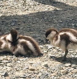 2. Ducks at Hooker Valley
