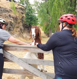 2. Guests and goat Arrow River Trail