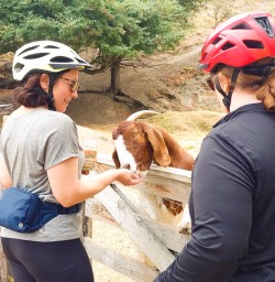 2. Guests feeding goats