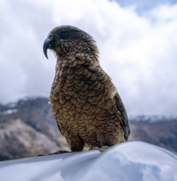2. Kea on the bus