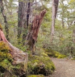 2. Kepler Track Beech Forest