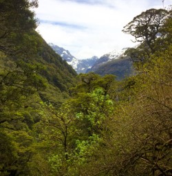 2. Milford Track views