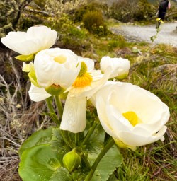 2. Mt Cook Lilly