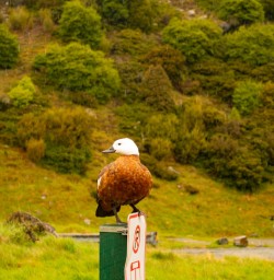 2. Paradise Duck