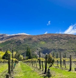 3 Beautiful South Island vineyards
