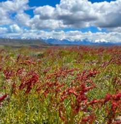 Hike Mount John and explore Mackenzie Country 18 November 2024 1