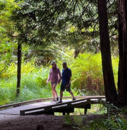 Hike the Redwoods Whakarewarewa 3rd December 2024 4