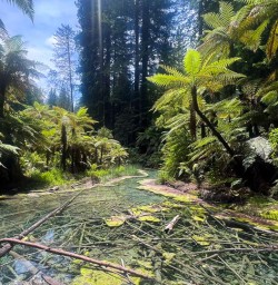 Hike the Redwoods Whakarewarewa 3rd December 2024 7