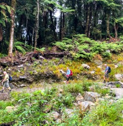 3 Hikers on Milford Track Guided Walk
