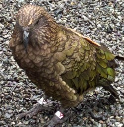 Kea Parrot