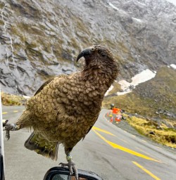 3 Kea taking stage on vehicle
