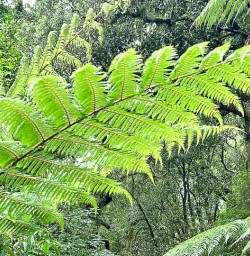 Native New Zealand Fern 