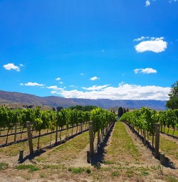 Wooing Tree Winery Cromwell Vineyards