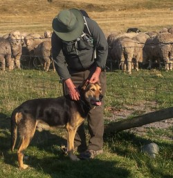 Dog at Mount Nicholas farm, Otago New Zealand
