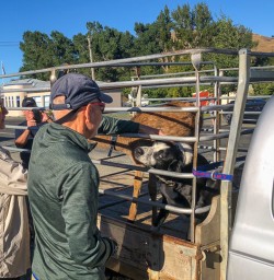 Dogs at Garston, Southland New Zealand