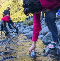 Drinking water at Monkey Creek, Fiordland National Park Southland New Zealand
