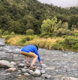 Drinking water at Monkey Creek, Fiordland National Park Southland New Zealand