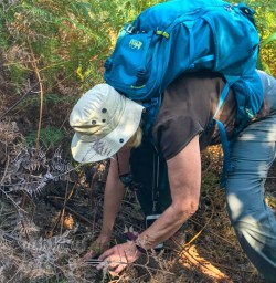 Exploring bush on Mou Waho Island