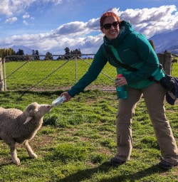 Feeding a Sheep with a Bottle at Otago, New Zealand