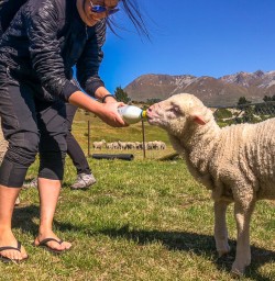 Feeding sheep at Mount Nicholas Farm, Otago New Zealand