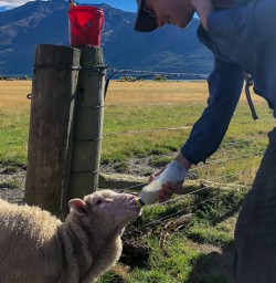 Feeding sheep at Mount Nicholas Farm, Otago New Zealand