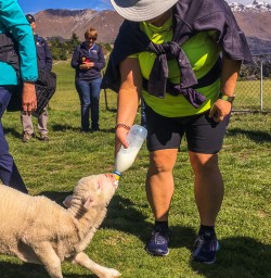 Feeding sheep at Mount Nicholas Farm, Otago New Zealand