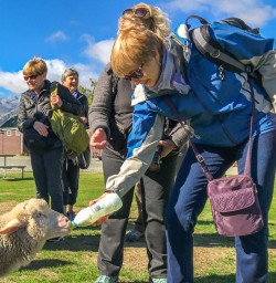 Feeding a Sheep with an Infant Feeding Bottle at Otago, New Zealand
