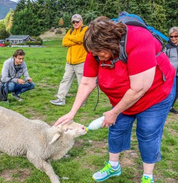 Feeding a Sheep with an Infant Feeding Bottle at Otago, New Zealand