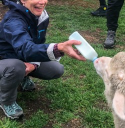 Feeding a Sheep with an Infant Feeding Bottle at Otago, New Zealand