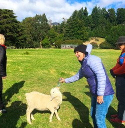 Nicola feeding the lambs at Mt Nicholas sheep station