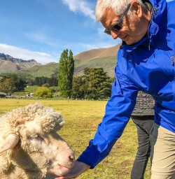 Guest feeding a sheep at Mount Nicholas Farm, Otago New Zealand