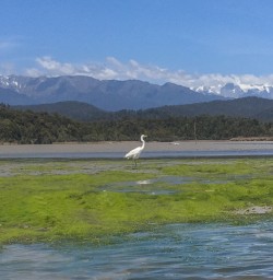 Heron at Okarito Lagoon, West Coast New Zealand