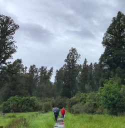 Hiking the Lake Matheson track