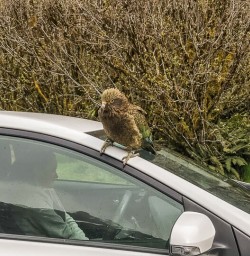 Kea at Eglinton Valley, Fiordland New Zealand