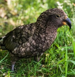Kea at Monkey Creek, Fiordland National Park Southland New Zealand