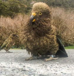 Keas in Fiordland, New Zealand