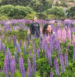 Lupins at Lindis Pass, Canterbury New Zealand