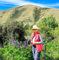 Lupins west coast spring3