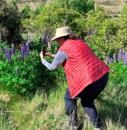 Lupines West Coast