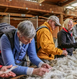 Merino Farm at Otago, New Zealand