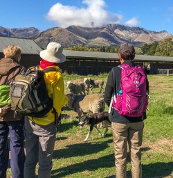 Merino Farm at Otago, New Zealand