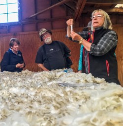 Merino Wool at Mount Nicholas Farm, Otago New Zealand