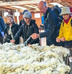 Merino Farm at Otago, New Zealand