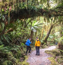 Milford Track Rainforest, Fiordland New Zealand