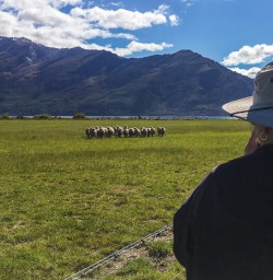 Mount Nicholas Farm, Otago New Zealand